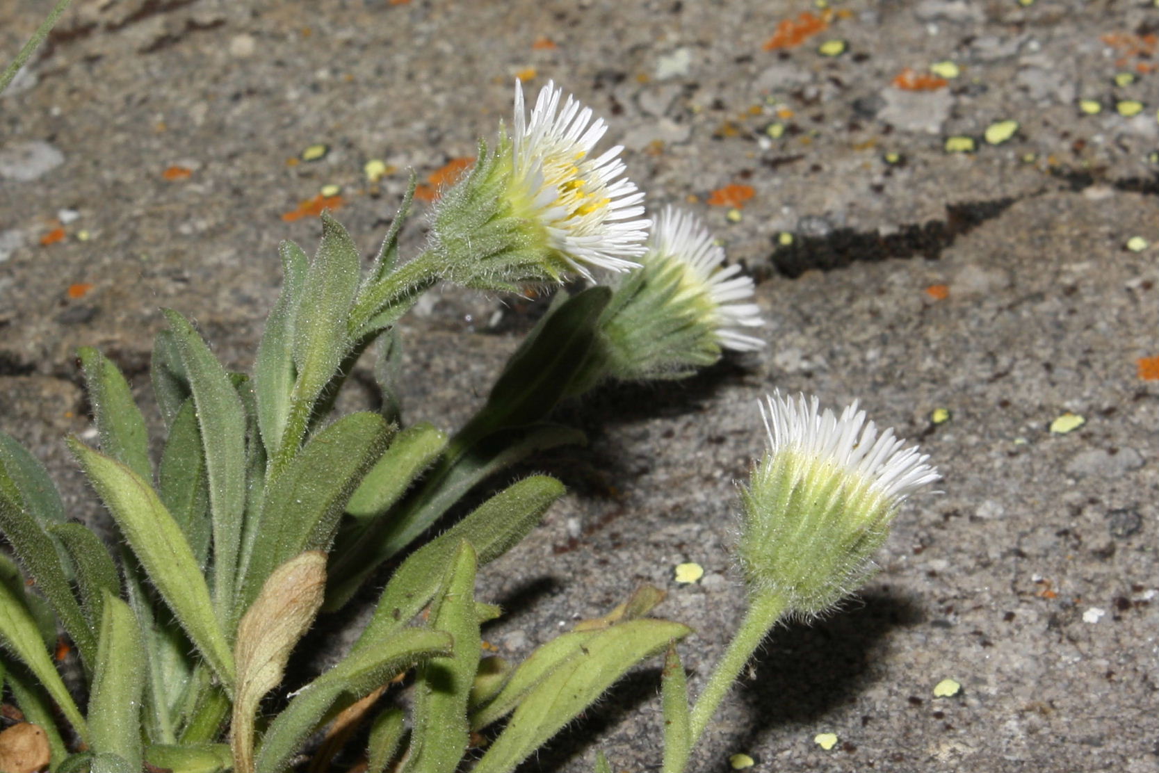 Asteracea da determinare-7 - Erigeron sp.
